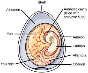 Amniotic eggs