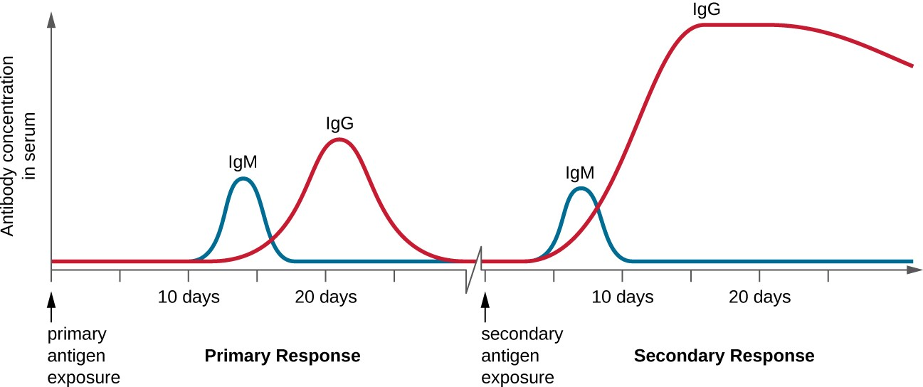 Compared to the primary response, the secondary antibody response occurs more quickly and produces antibody levels that are higher and more sustained. The secondary response mostly involves IgG.