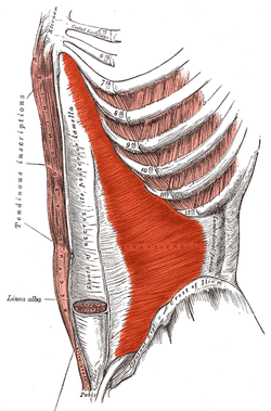 Transversus abdominis.png
