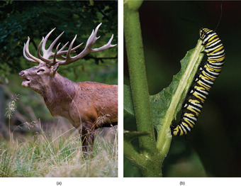 Examples of herbivores