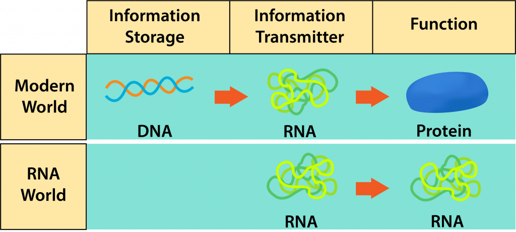 The "RNA World" and the Modern World.