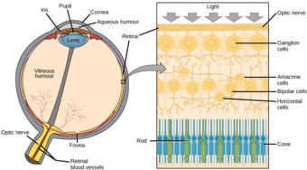 Retina