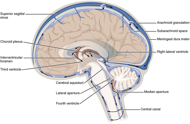 Cerebrospinal fluid circulation