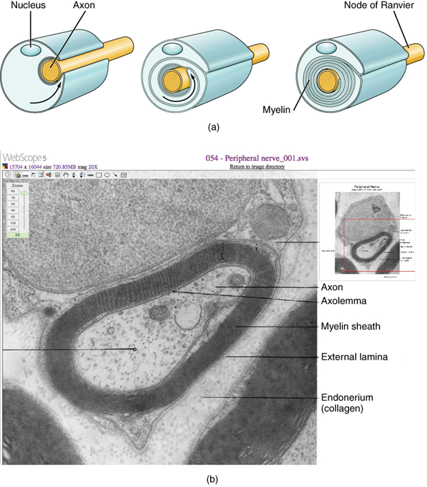 Myelinating glia wrap several layers of cell membrane around the cell membrane of an axon segment.