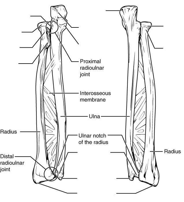 Bones of the pectoral girdle and upper limb