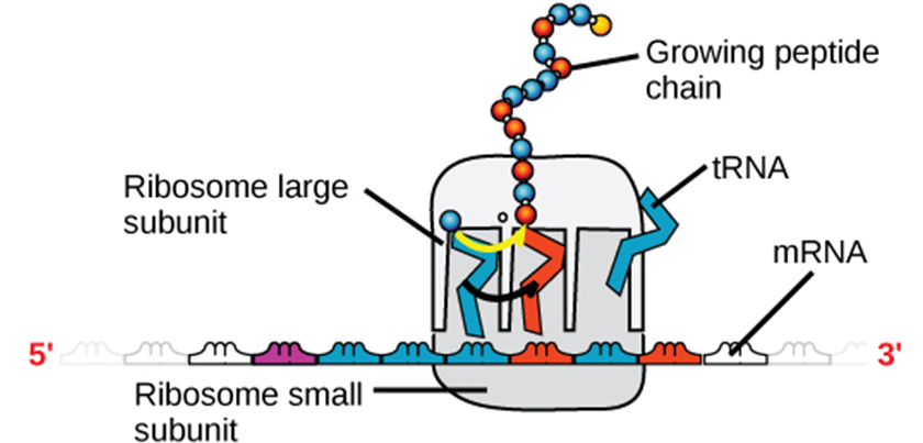 Diagram of ribosome