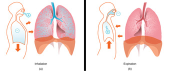 Inhalation and exhalation