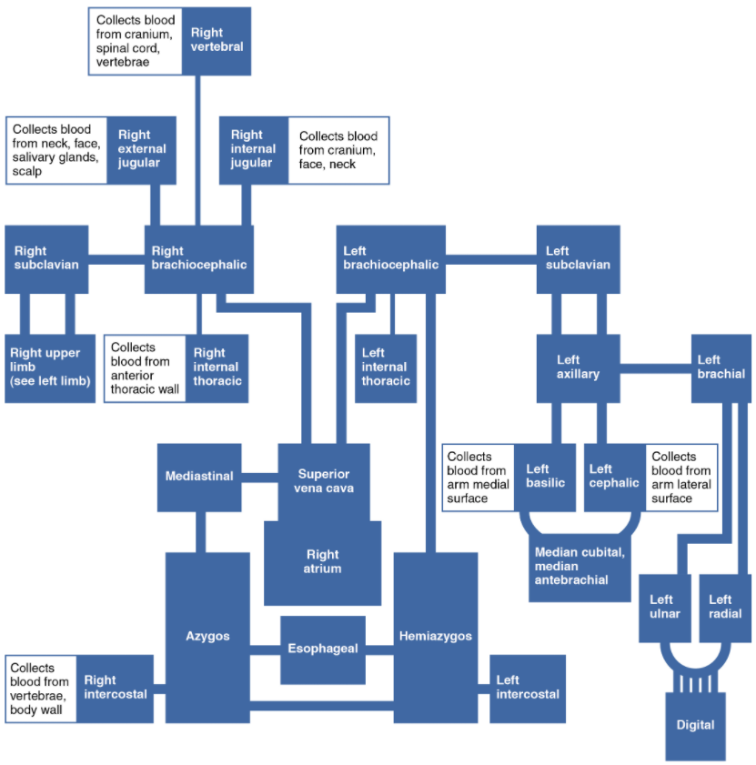 The flow chart summarises the distribution of the veins flowing into the superior vena cava.