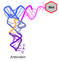 tRNA (with amino acid Met attached to it); tRNA transports amino acids necessary for protein syntehsis