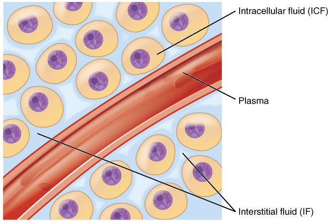 Fluid compartments in the human body