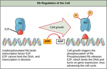 Function of the Rb Regulator Molecule