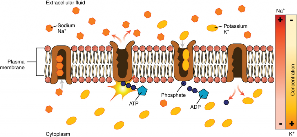 The sodium-potassium pump.