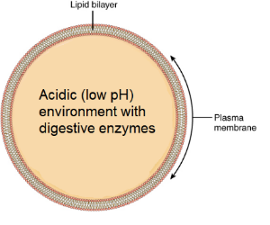 Lysosomes: Contain digestive enzymes