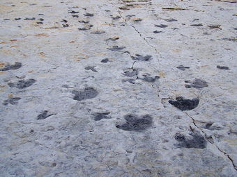 Dinosaur footprints