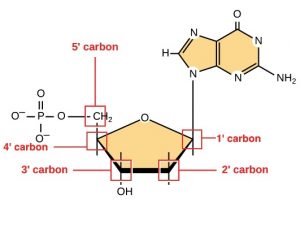 Sugar molecule shaped as a pentagon: Oxygen, 1-prime carbon, 2'prime carbon, 3' carbon linked to an OH, and a 4' carbon bound to CH2 (labeled as 5-prime carbon) which is bound to a phosphate. The 1-prime carbon is attached to a base composed of four nitrogens, one hydrogen, one oxygen, and a NH2. It also contains 3 carbons, but they are unlabeled.