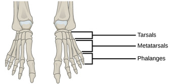 Foot and ankle