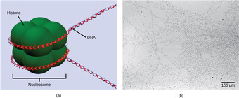 DNA Packaging