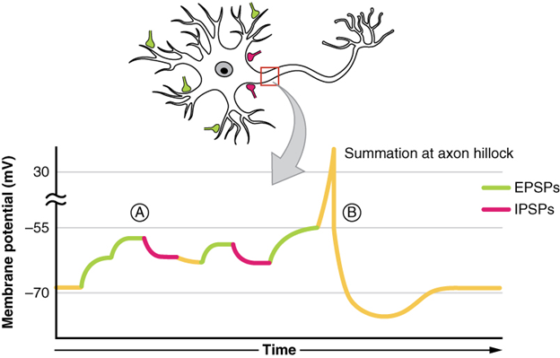Postsynaptic potential summation. graph