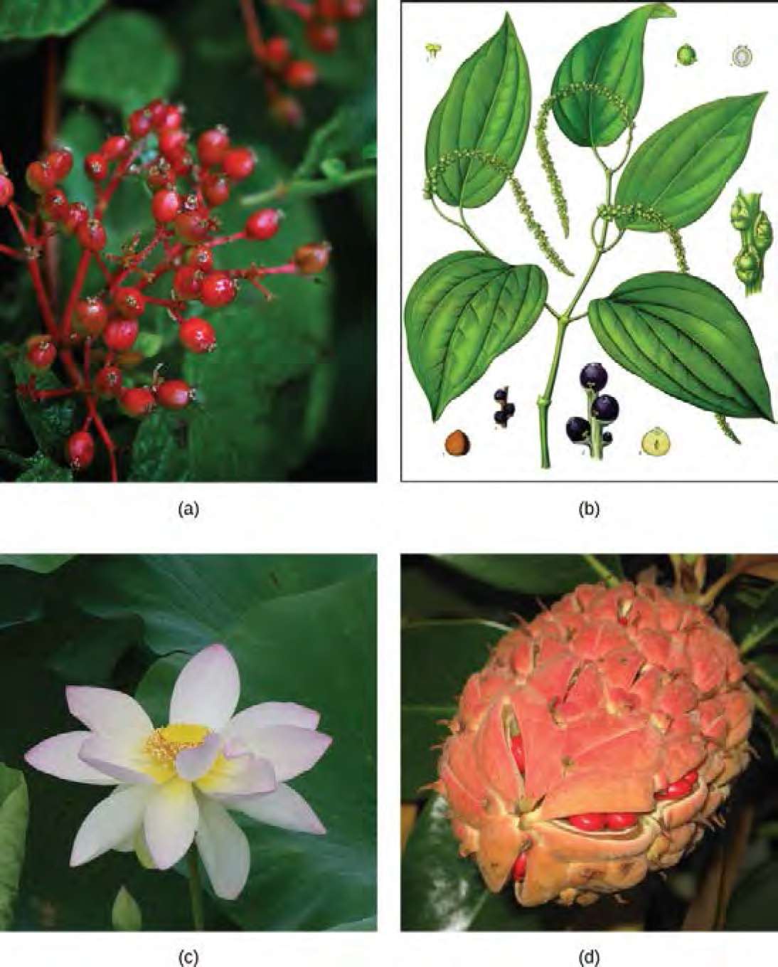  Photo A depicts a southern spicebush plant with bright-red berries growing at the tips of red stems. Illustration B shows a pepper plant with teardrop-shaped leaves and tiny flowers clustered on a long stem. Photo C shows lotus plants with broad, circular leaves and pink flowers growing in water. Photo D shows red magnolia berries clustered in an egg-shaped pink sac.