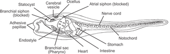 Structures present in a tunicate larva