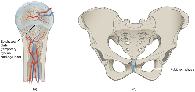 Diagram of Cartilaginous joints