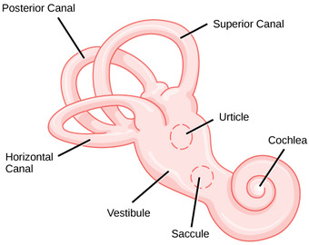 Vestibular labrynth