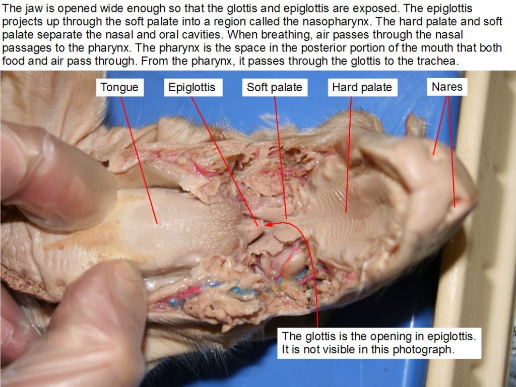 Oral cavity and pharynx.