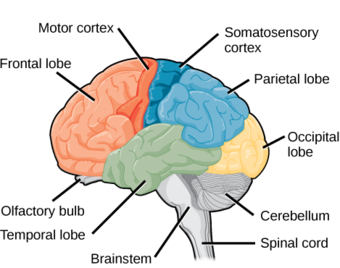 Lobes of the cerebral cortex