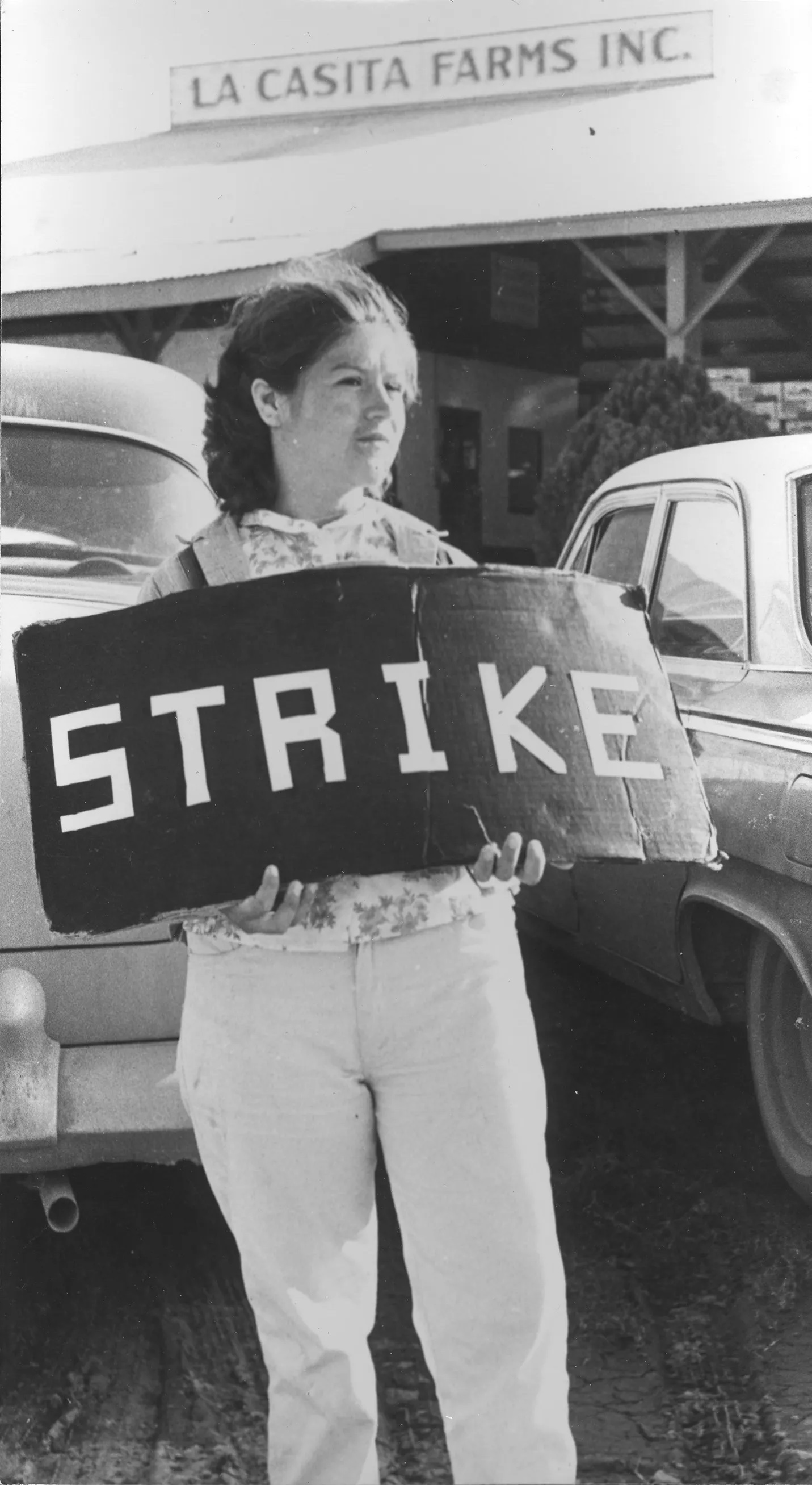A striking farm worker holding a sign reading, "STRIKE"