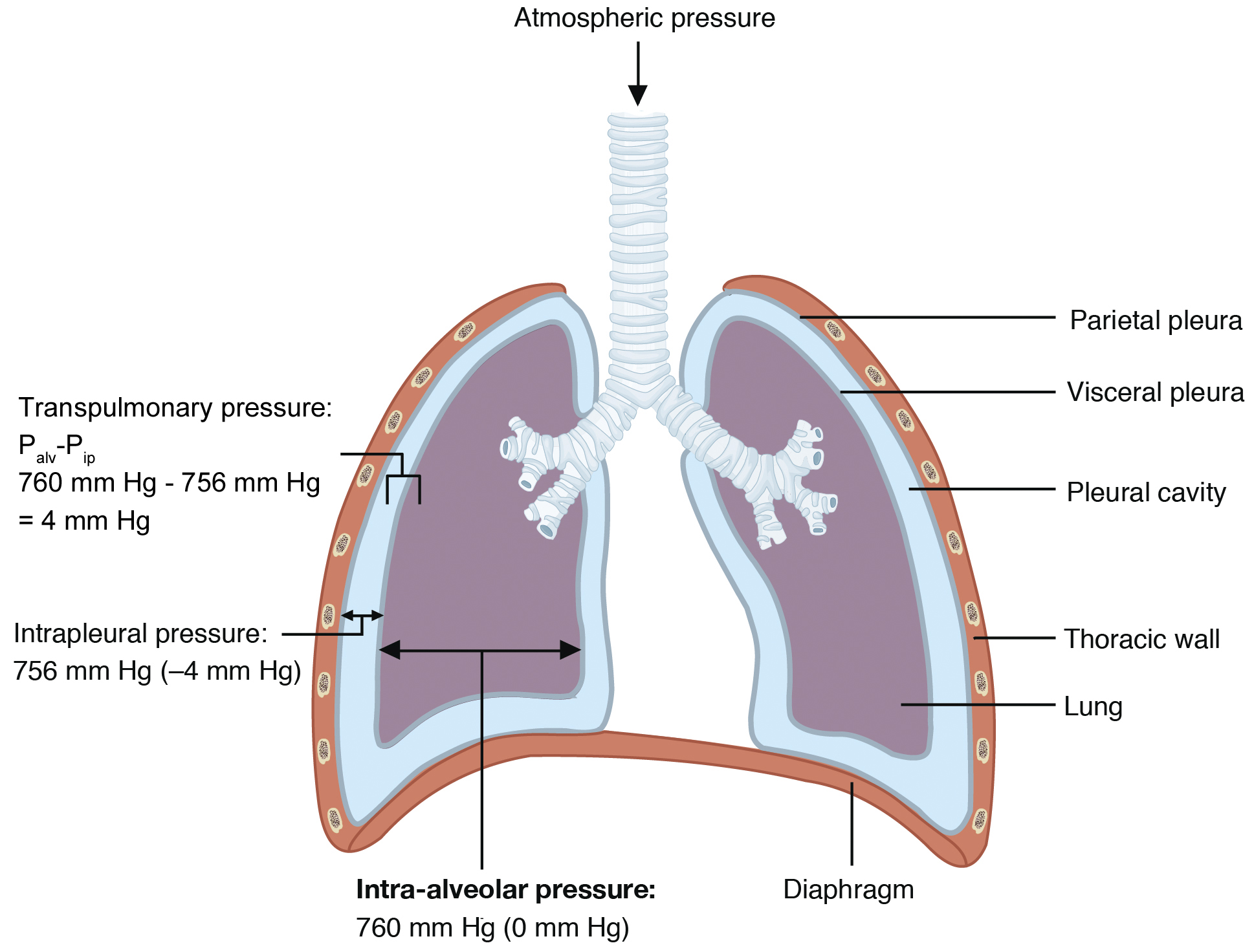 This diagram shows the lungs and the air pressure in different regions.