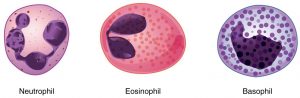 Granular leucocytes.