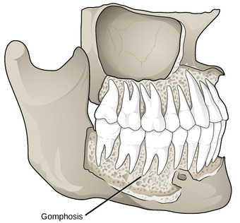 Gomphoses