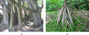 Aerial roots