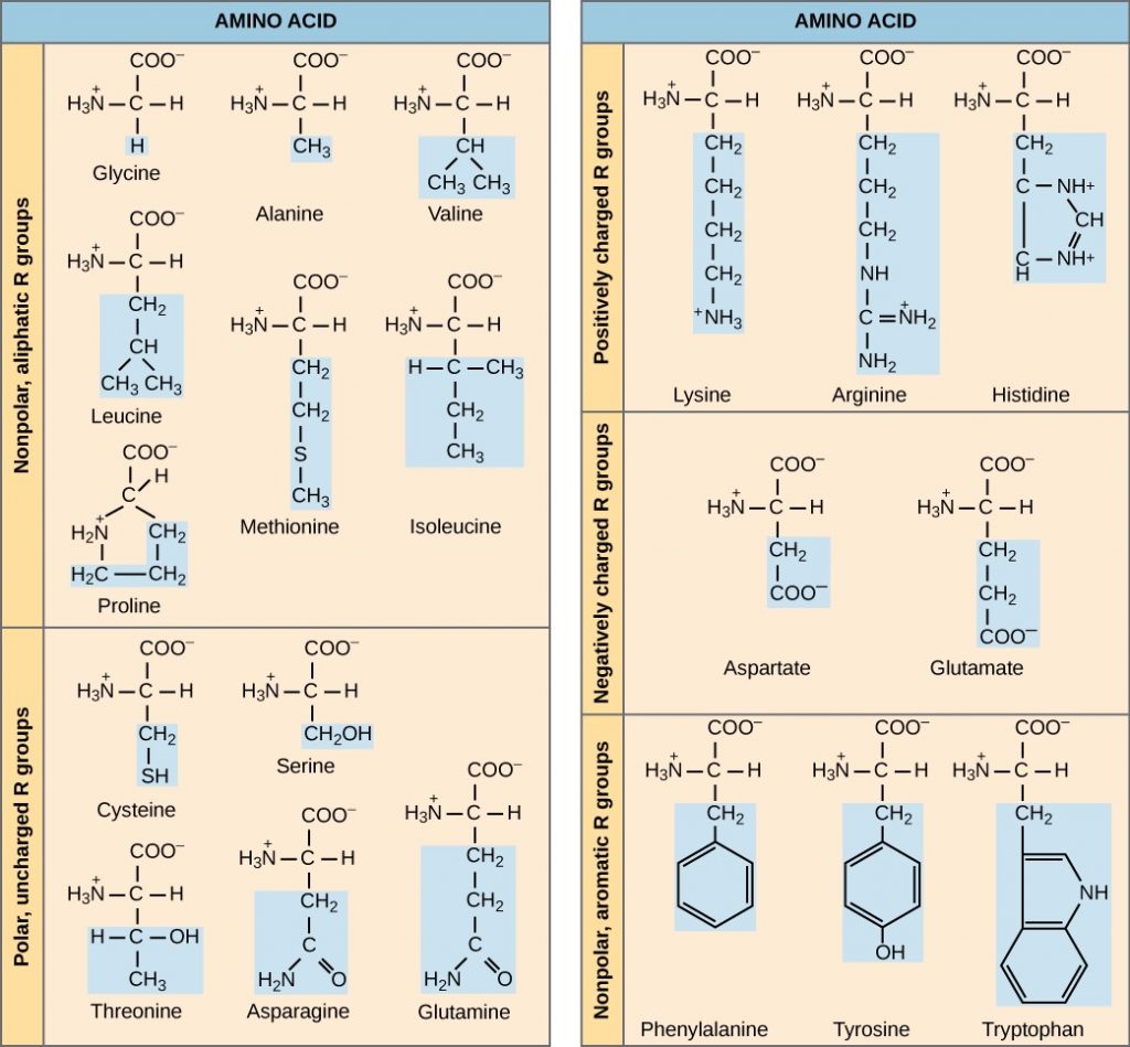 Diagram of Common amino acids