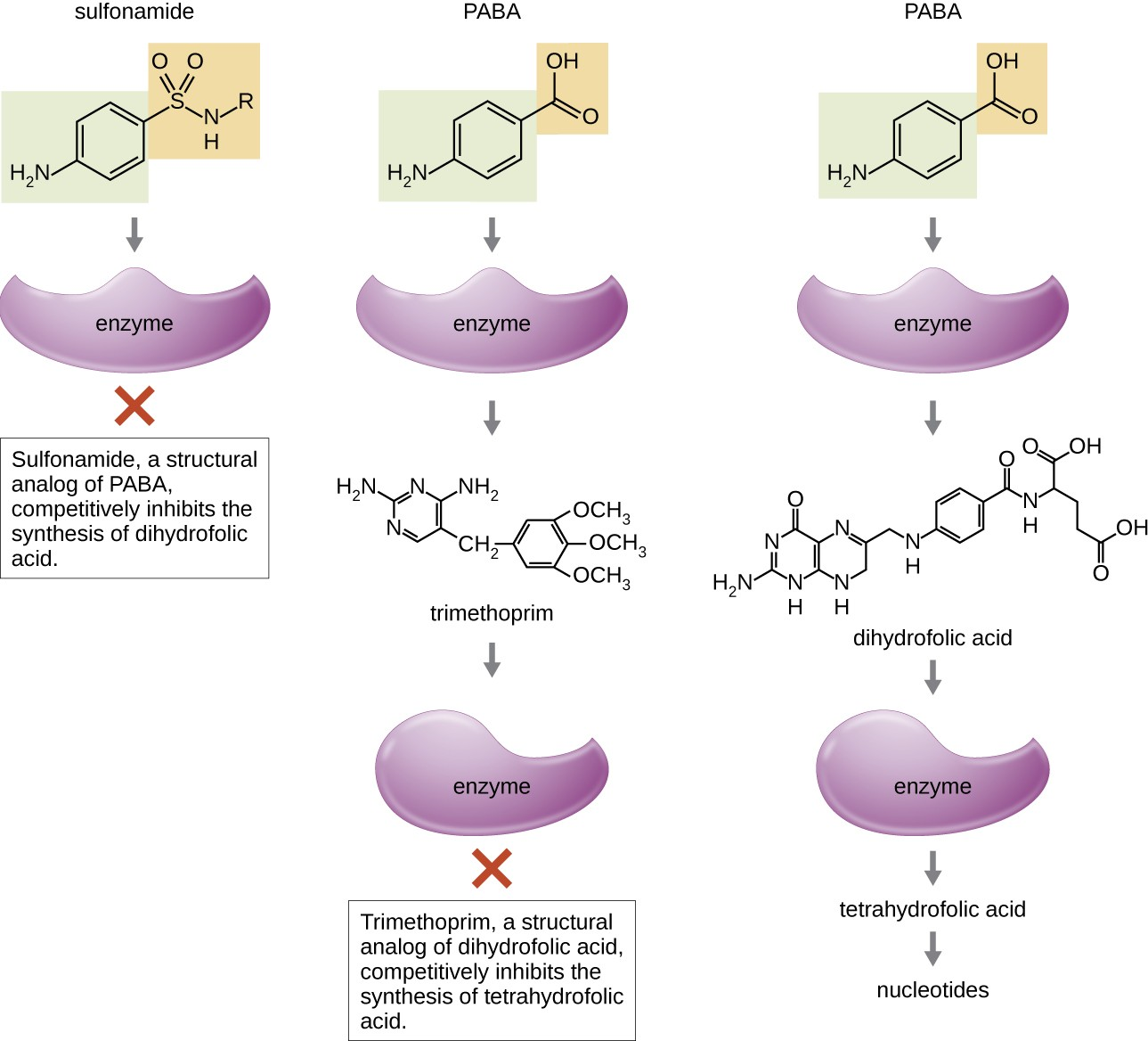 Sulfonamides and trimethoprim are examples of antimetabolites that interfere in the bacterial synthesis of folic acid by blocking purine and pyrimidine biosynthesis, thus inhibiting bacterial growth.