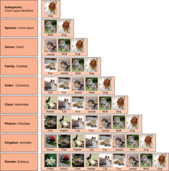 Levels in taxonomic classification