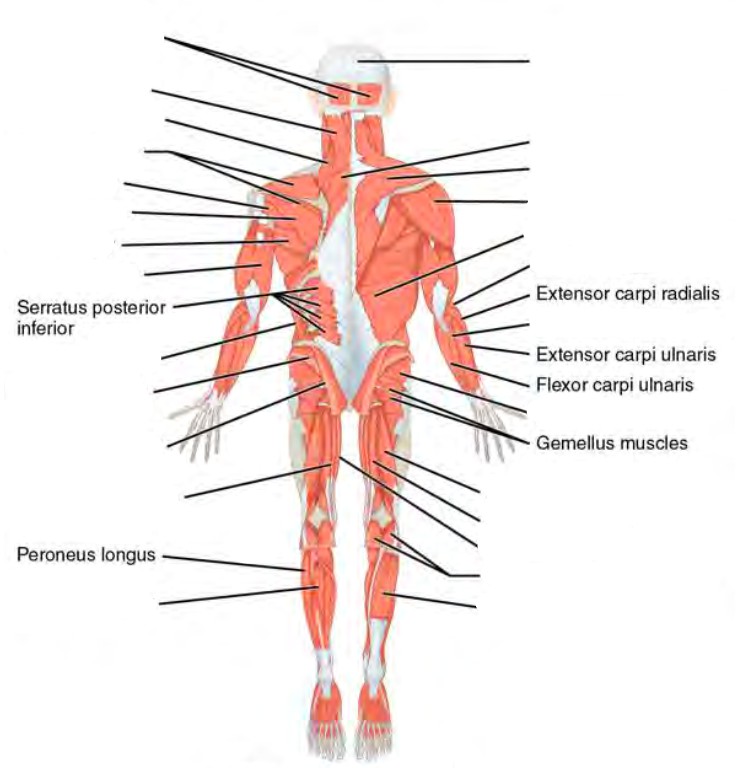 Label the major areas in the ( ventral /dorsal ) aspect of the body