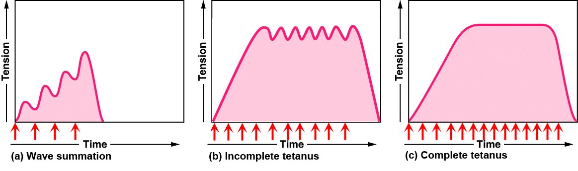 This figure shows two graphs of tension versus time. The left panel shows wave summation and the right panel shows tetanus summation.
