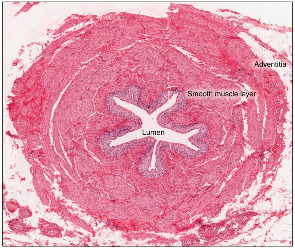 Ureter