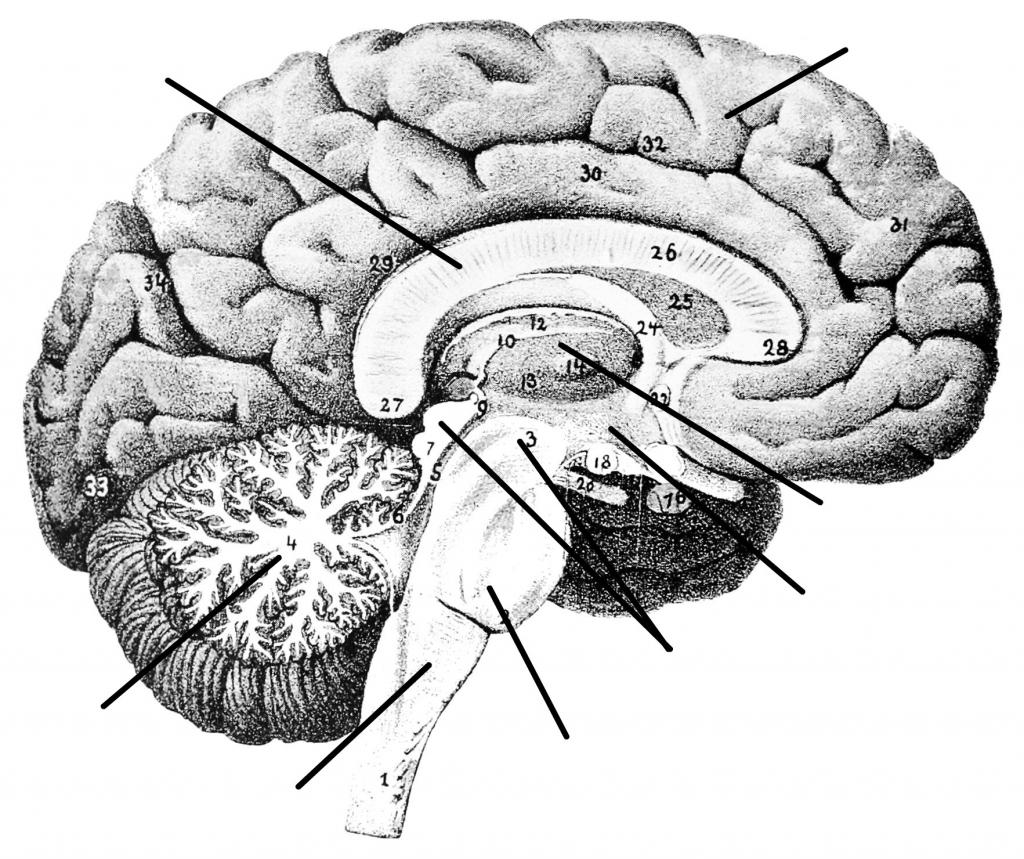 Blank Sagittal Brain Diagram