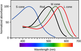 Rod and cone cells