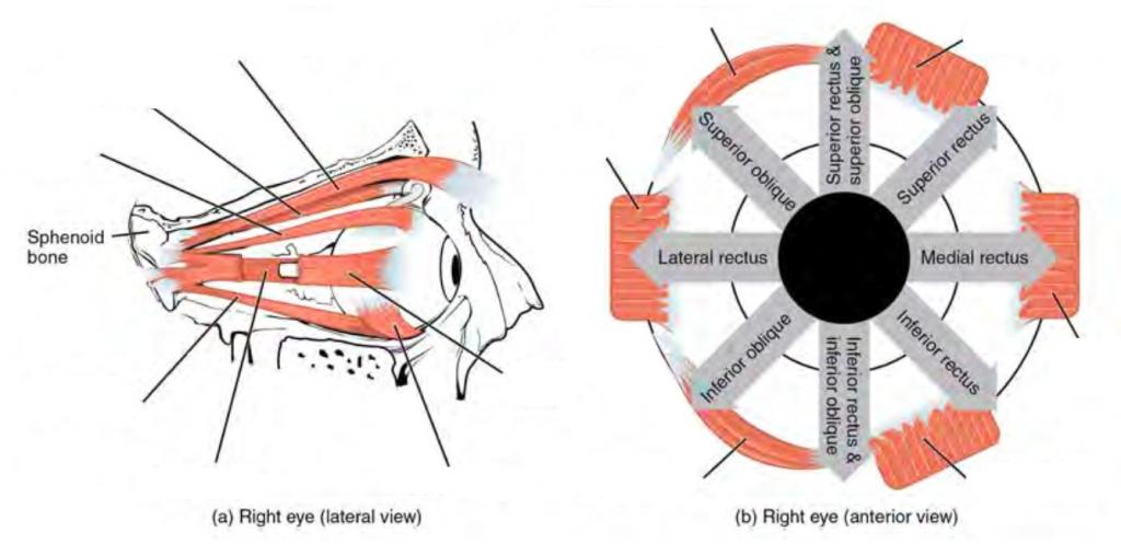 Predefined spaces to Label the muscles of eyes in lateral and anterior view