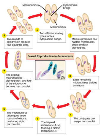 Paramecium: sexual reproduction