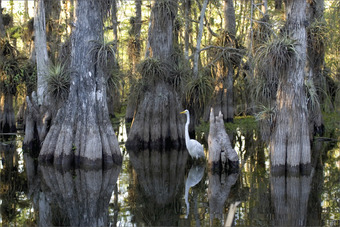 Wetlands