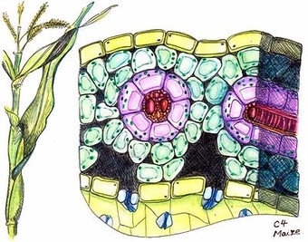 Cross section of maize, a C4

 plant
