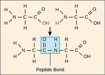 Peptide bond formation