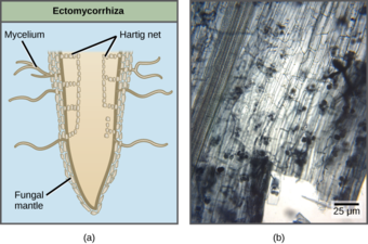 Mycorrhizal fungi