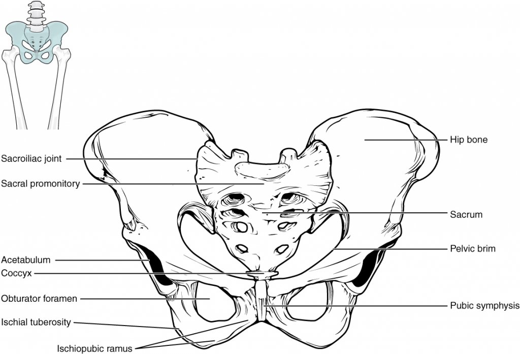 Diagram of pelvis