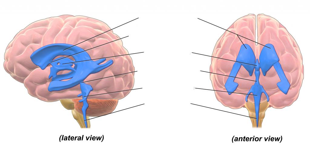 Label the ventricles and passageway of CSF through the brain from the lateral and anterior view of brain ventricular system