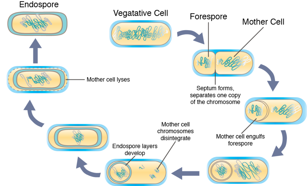 Sporulation
